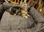 Felicia - Bengal Kitten For Sale - Nottingham, MD, US