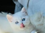 Focus - British Shorthair Kitten For Sale - Los Angeles, CA, US