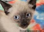 Siamese Seal Point Male - Siamese Kitten For Sale - NY, US