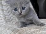 Babygirl pink - British Shorthair Kitten For Sale - 