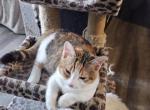 Patches - Munchkin Cat For Sale - 