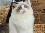 Jennifer - Ragdoll Kitten For Sale - Irvine, CA, US