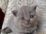 Baby boy cream - British Shorthair Kitten For Sale - 