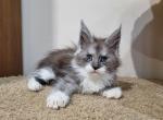 Nicole - Maine Coon Kitten For Sale - Miami, FL, US