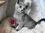 Zizi - Russian Blue Kitten For Sale - 