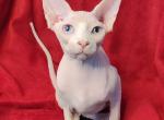 Kamala - Sphynx Kitten For Sale - Norwalk, CT, US