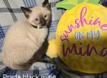 Prada's SealPoint Kittens - Siamese Kitten For Sale - NY, US