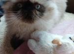 Snoke - Persian Kitten For Sale - Thornville, OH, US