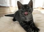 HANDSOME SMOKE SAVANNAH BOY - Savannah Kitten For Sale - NY, US