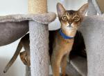 Kitten E Litter 3 - Abyssinian Kitten For Sale - Brooklyn, NY, US