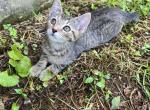 Bean - Domestic Kitten For Adoption - Bess, AL, US