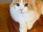 Scottish Straight red and white - Scottish Straight Kitten For Sale - 