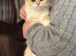 Golden fold 2 - Scottish Fold Kitten For Sale - Buffalo, NY, US