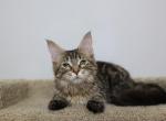 Forest - Maine Coon Kitten For Sale - NY, US