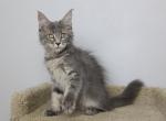 Shane - Maine Coon Kitten For Sale - NY, US