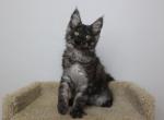 Stephen - Maine Coon Kitten For Sale - NY, US