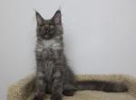 Tonny - Maine Coon Kitten For Sale - NY, US