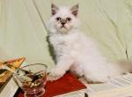 Prue - Persian Kitten For Sale - Owasso, OK, US