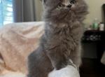 Gizmo - Persian Kitten For Sale - 