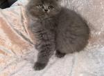 Gizmo - Persian Kitten For Sale - Tallahassee, FL, US