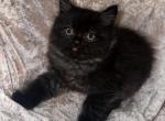 Raven - Persian Kitten For Sale - Tallahassee, FL, US