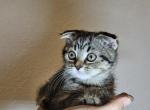 Scottish - Scottish Fold Kitten For Sale - Cheney, WA, US