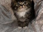 Mocha - Persian Kitten For Sale - Tallahassee, FL, US