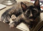 Seraphine - Domestic Kitten For Adoption - Los Angeles, CA, US