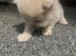 Honey - Persian Kitten For Sale - Eau Claire, WI, US