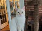 ESN Family of five - Siamese Cat For Sale - Randallstown, MD, US