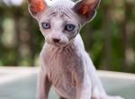 Sphynx Kitten - Sphynx Kitten For Sale - Grand Ledge, MI, US