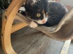 Mittens - Domestic Kitten For Sale - Hutchinson, MN, US