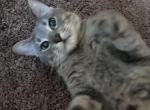 Stormi - Domestic Cat For Sale - Ellenwood, GA, US