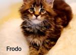 Frodo - Maine Coon Kitten For Sale - Riegelsville, PA, US