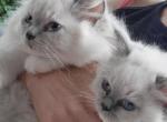 Spring babies - Ragdoll Kitten For Sale - Agawam, MA, US