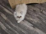 Shy's last litter - Himalayan Kitten For Sale - Greenville, OH, US