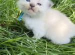 Blue Boy - Ragdoll Kitten For Sale - 