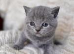 Baby boy purple - British Shorthair Kitten For Sale - 