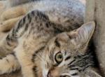 Summer kitties - Domestic Kitten For Sale - Agawam, MA, US