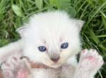 cutest kittens - Ragdoll Kitten For Sale - 