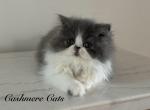 Pure Persian dilute - Persian Kitten For Sale - Gonzales, LA, US