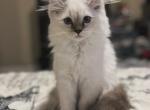 Simba - Himalayan Kitten For Sale - Kissimmee, FL, US