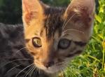 Dallas - Bengal Kitten For Sale - Florence, KY, US