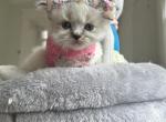 Bela - Himalayan Kitten For Sale - Worcester, MA, US