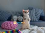 Panda happy way - British Shorthair Kitten For Sale - Indianapolis, IN, US