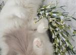 Sophie - Ragdoll Cat For Sale - Agawam, MA, US