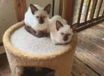 Classic seal point female - Siamese Kitten For Sale - 