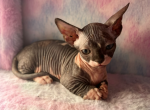 Mr Pink - Sphynx Kitten For Sale - Las Vegas, NV, US