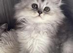 London - Scottish Straight Kitten For Sale - 