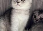 Chanel - Scottish Fold Kitten For Sale - 